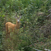 Velikán spoza stebiel tráv
