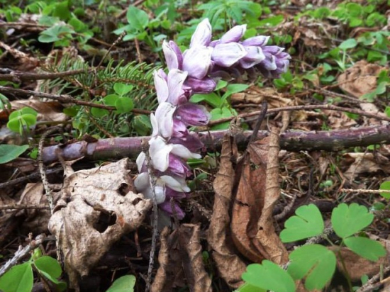 zubovník šupinatý