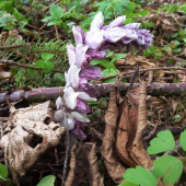 zubovník šupinatý