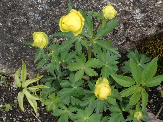 žltohlav najvyšší