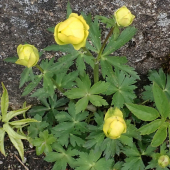 žltohlav najvyšší