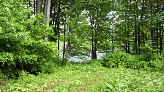 zeleň z Morského oka