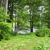 zeleň z Morského oka