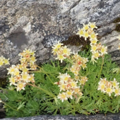 lomikameň pižmový