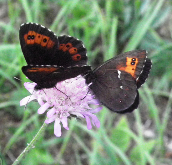 očkáň čiernohnedý