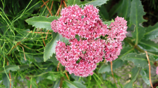 rozchodníkovec obyčajný