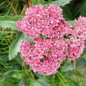 rozchodníkovec obyčajný