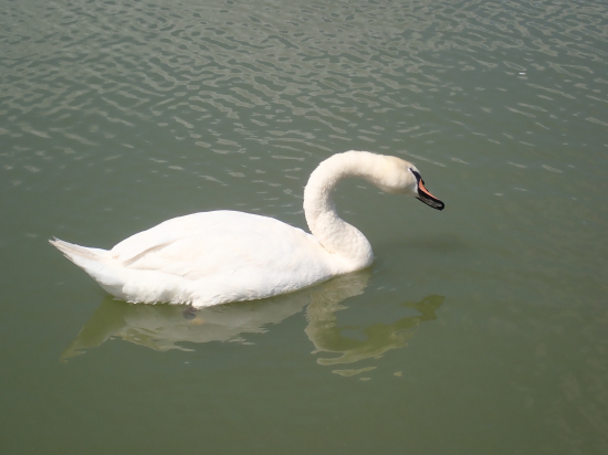 labuť veľká - Cygnus olor
