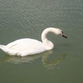 labuť veľká - Cygnus olor