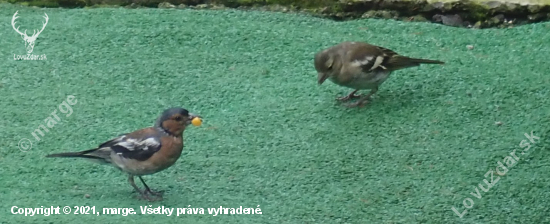 pinka obyčajná - Fringilla coelebs