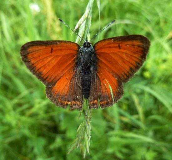 ohnivačík väčší