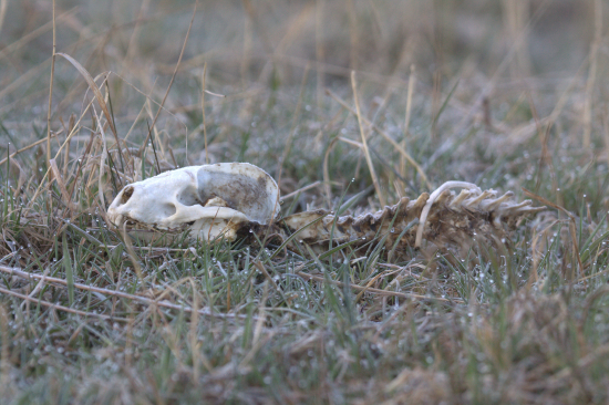 ...miesto zhodu jazvec...