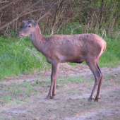 jeleník