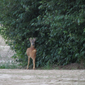 jednička
