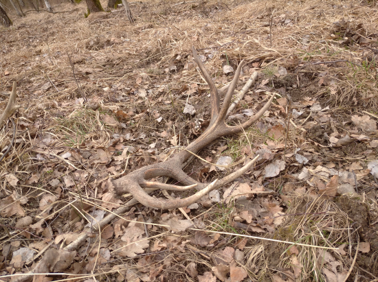 Mladý čtrnácterák