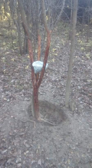 Dopĺňanie soli pre srnčiu zwer