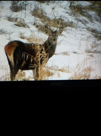 Nejako sa mu do hôr nechcelo
