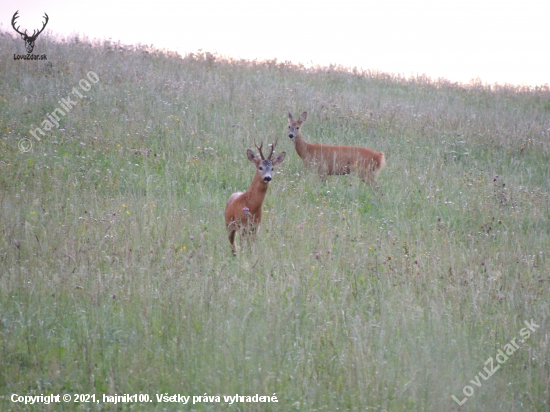 Srnčia ruja