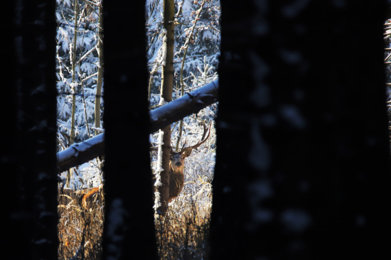 Tajomstvo lesných smrečín