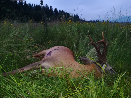 Úspešné ráno v revíri.