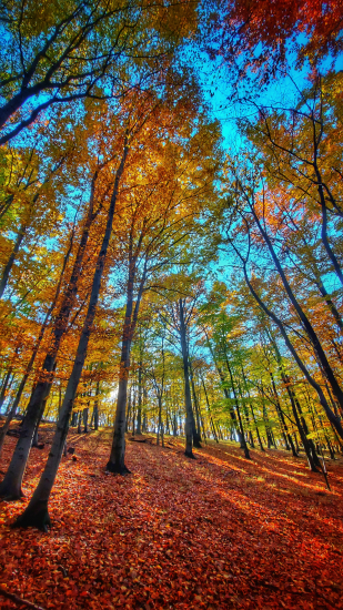 Autumn