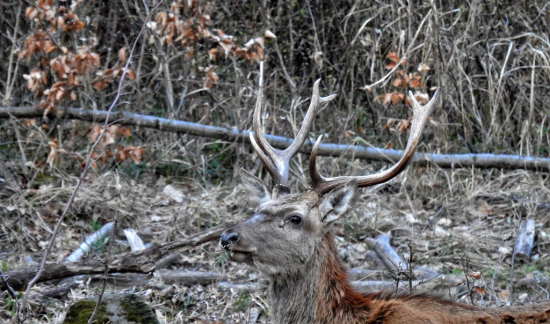 Keď ich ešte nosil na hlave