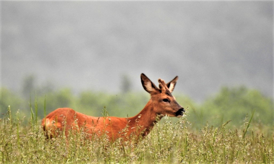 Srnec lesný