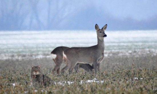 Spoločná ..cica divá a srna lesná
