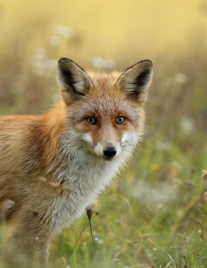 Ranná kmotrička.-)