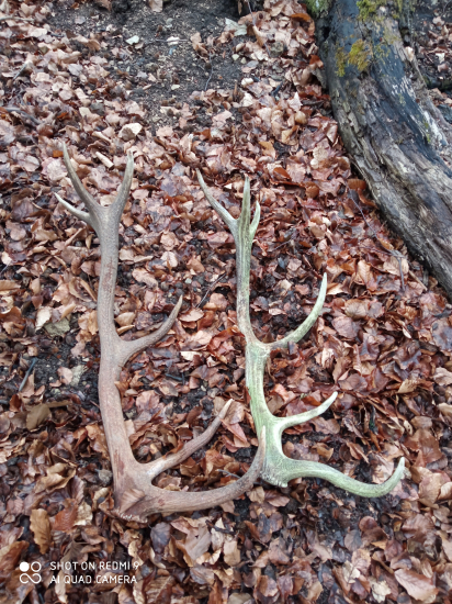 Prechádzka s brachom