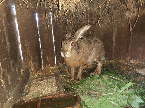 zajac poľný po 8. rokoch