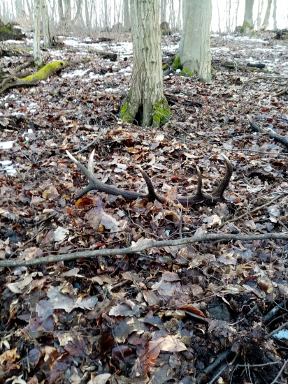 Po vybratí z lístia