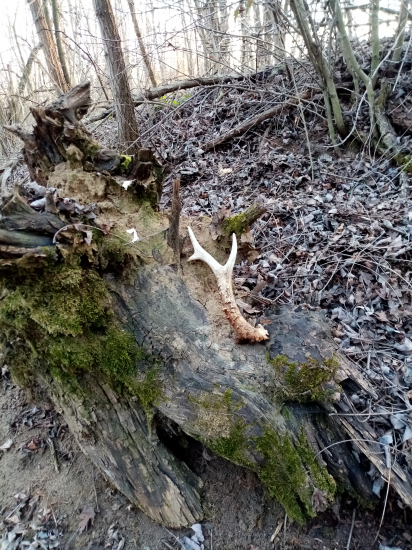 Po vybratí z lístia