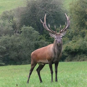 Krásavec.