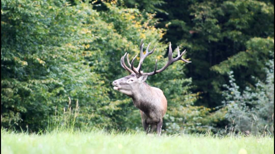Nečakane stretnutie.