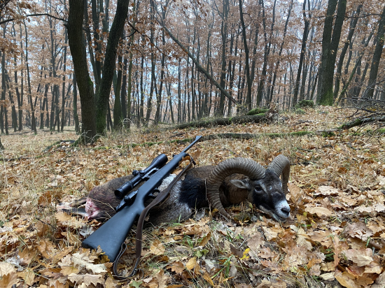 Baran z chladného rána...