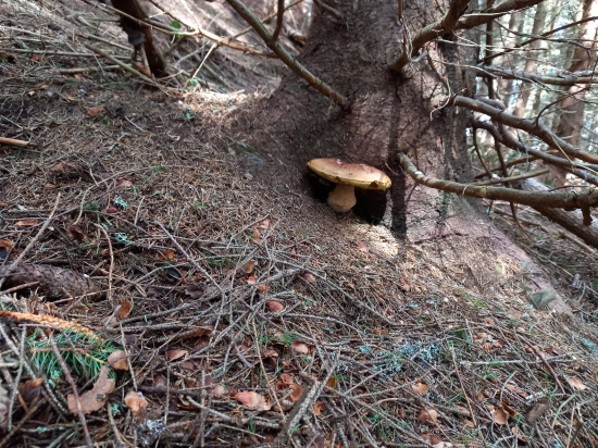 Nerozluční kamaráti