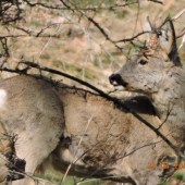 Srnec hned za barákem.