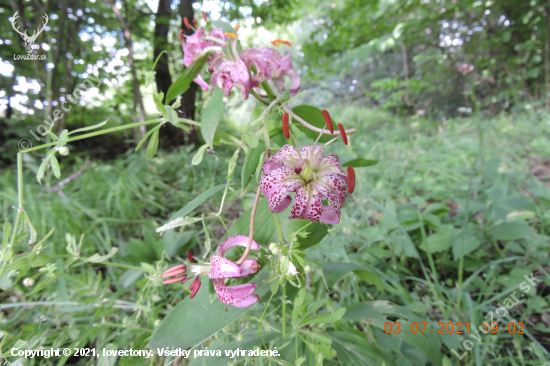 Lilie zlatohlavá-Lilium martagon