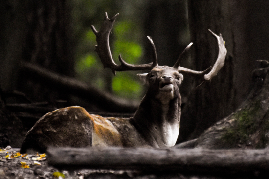 Chces usmev, tak ho mas...