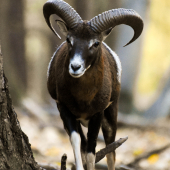 Idem blizsie