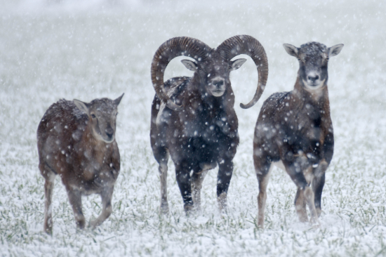 Rodinka pocas snezenia