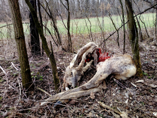 Vĺčkovia si pochutnali
