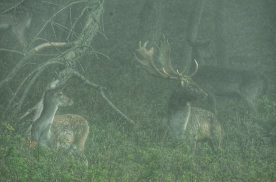 S družkou v rannej hmle
