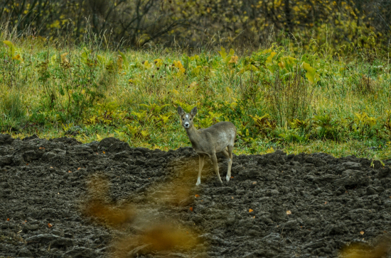 Princezná so zlatou hviezdou na čele