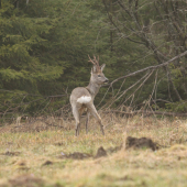 srnec spod horských lúk