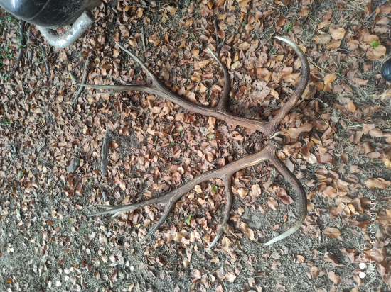 Nepravidelny-14-torak