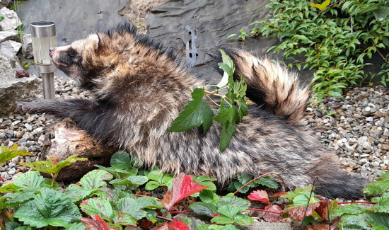 Prvý, prvučičký, prvý !