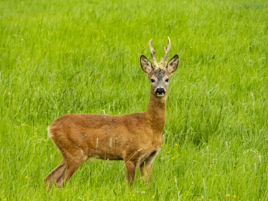 perespektívny mladík