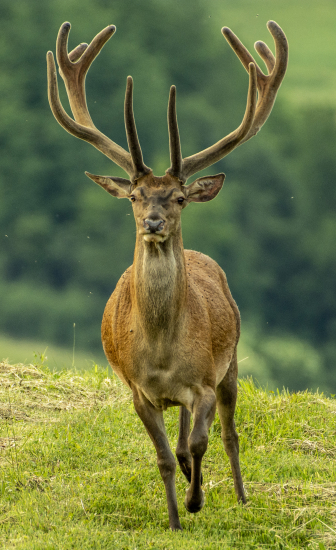 Tak teba chcem stretnut v ruji...